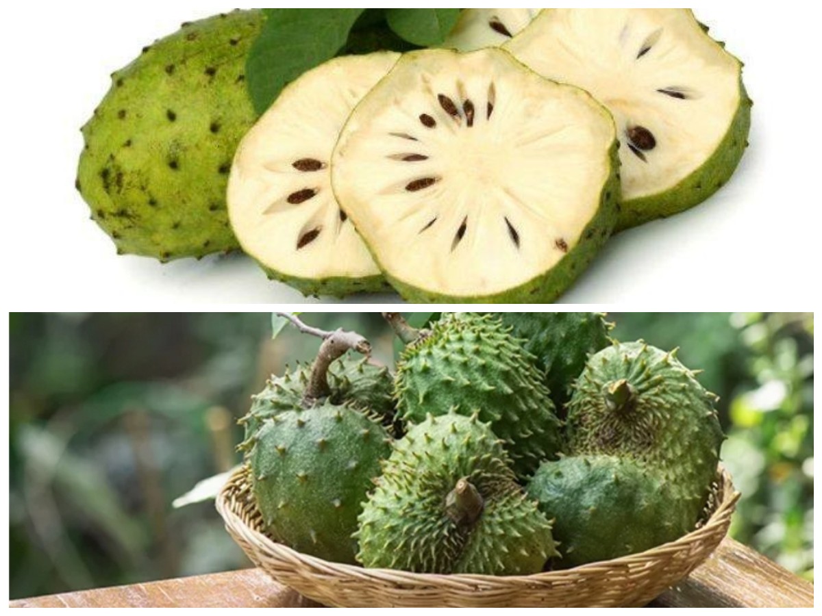 Mengupas Manfaat Buah Sirsak Untuk Kesehatan Superfood Yang Wajib Dicoba