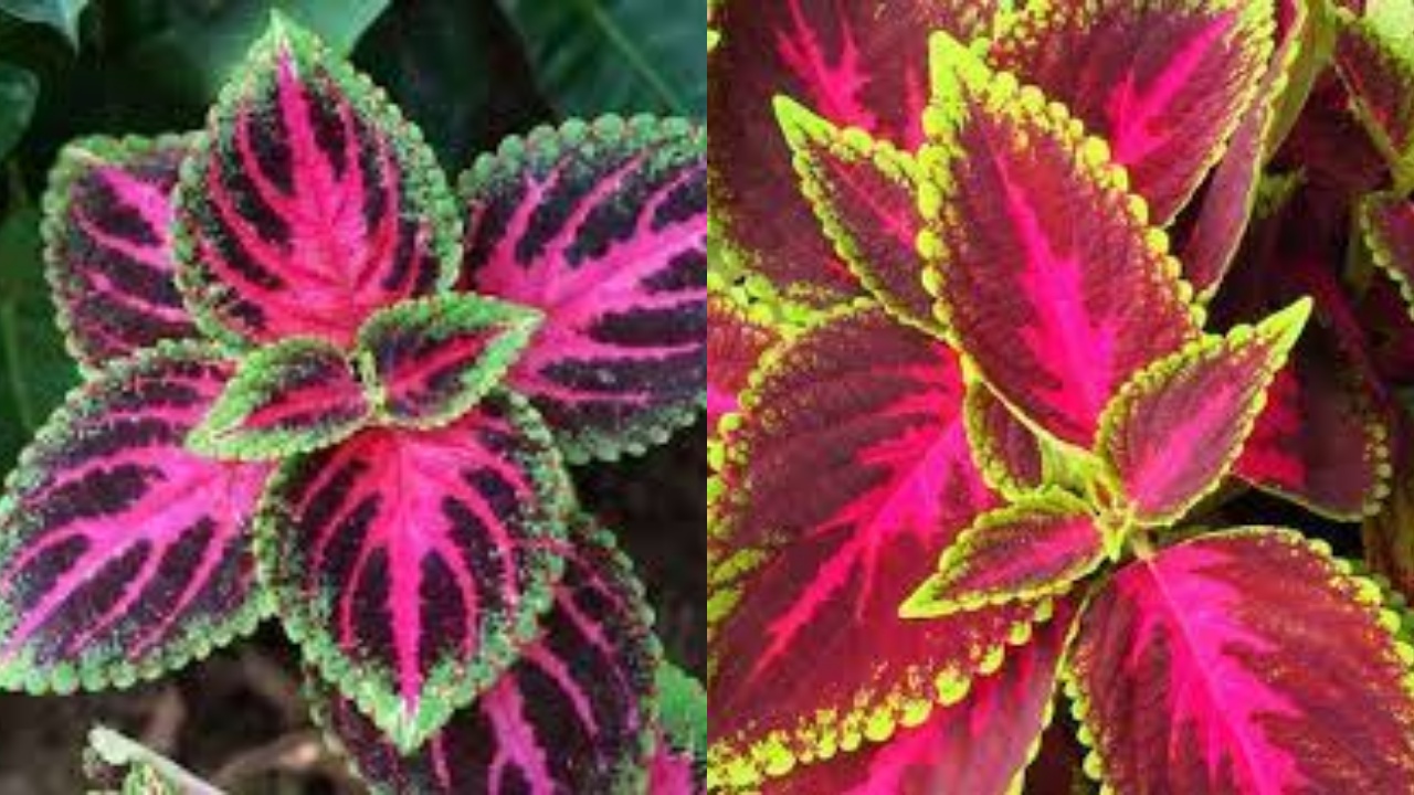 Daun Miana Dan 7 Manfaatnya untuk Kesehatan Yang Jarang Diketahui