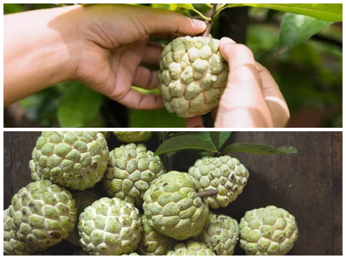 Srikaya: Buah Tropis yang Lezat dan Kaya Manfaat untuk Kesehatan Tubuh