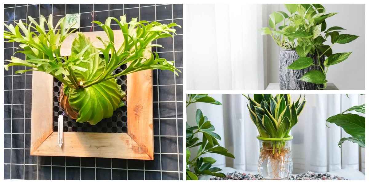 5 Tanaman Hias Tanpa Tanah yang Unik dan Estetik: Solusi Segar untuk Mempercantik Rumah