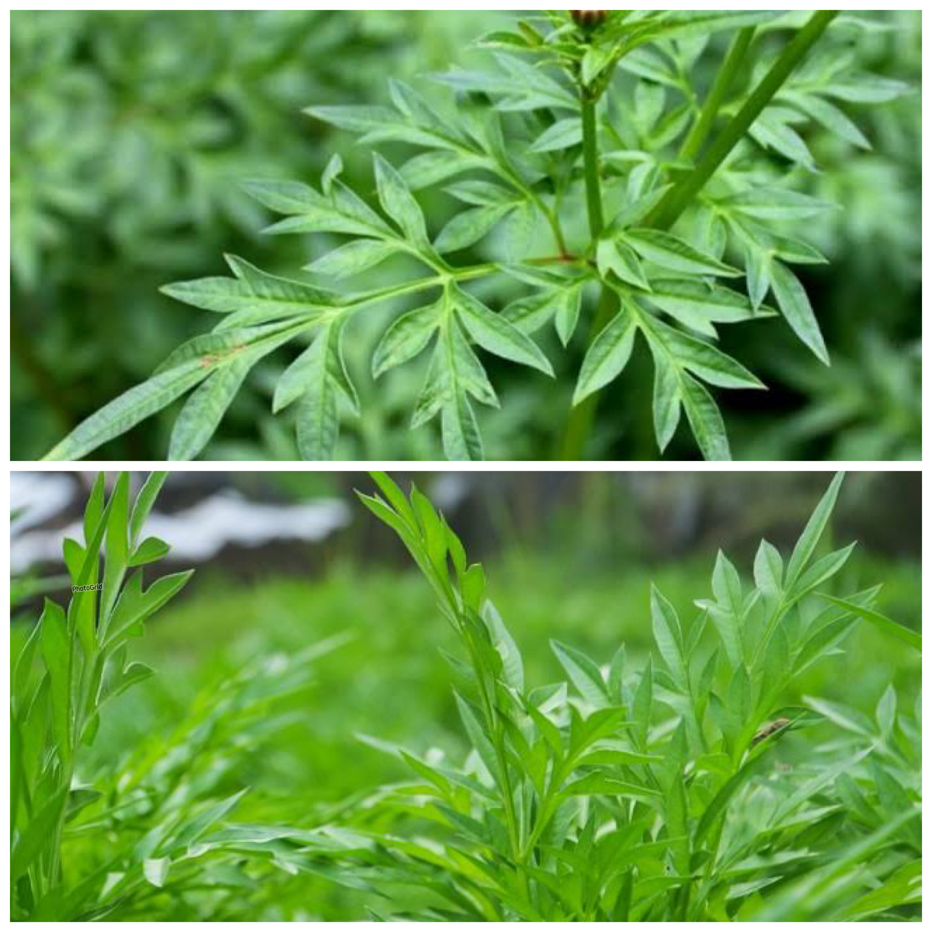 Menelusuri Manfaat Daun Kenikir untuk Kesehatan Tubuh: Dari Imun Kuat hingga Pencernaan Sehat!