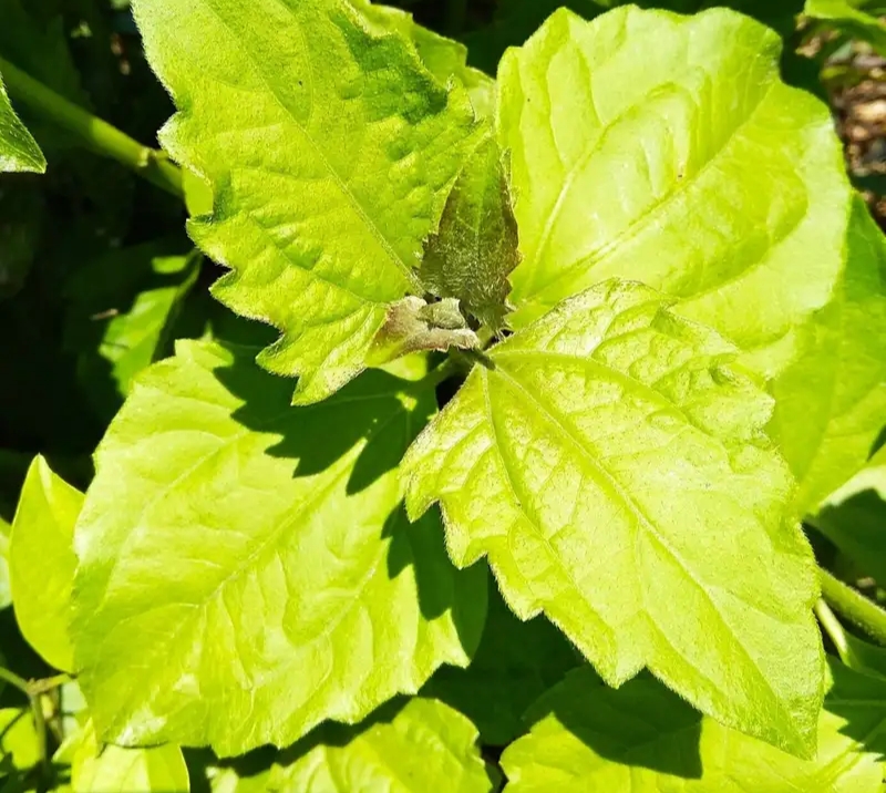 Rebusan Daun Kopasanda  Baik untuk Asam Lambung, Begini Caranya!