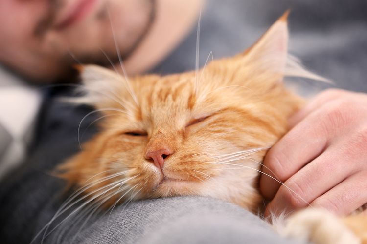 6 Alasan Kucing Suka Tidur Didekatmu, Salah Satunya Keberuntungan Akan Menghampiri!