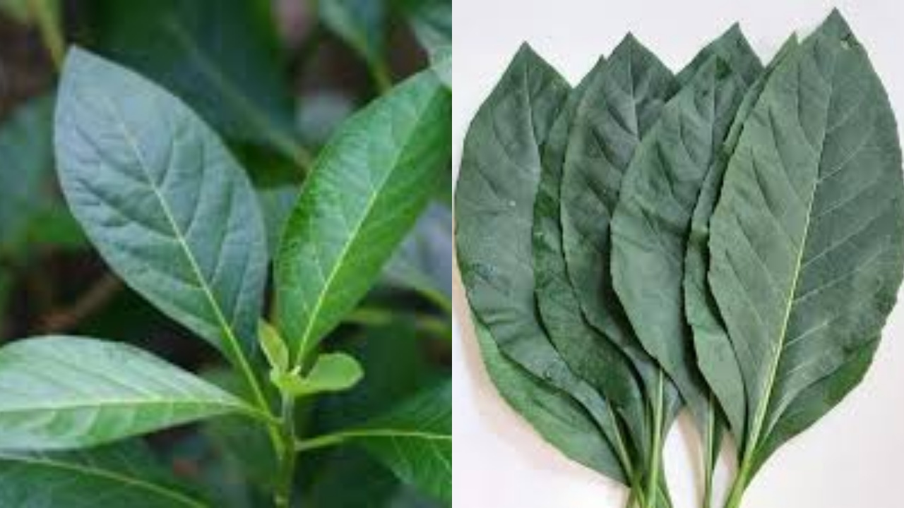 Membantu Menurunkan Berat Badan Ini Manfaat Daun Afrika Untuk Kesehatan Tubuh!