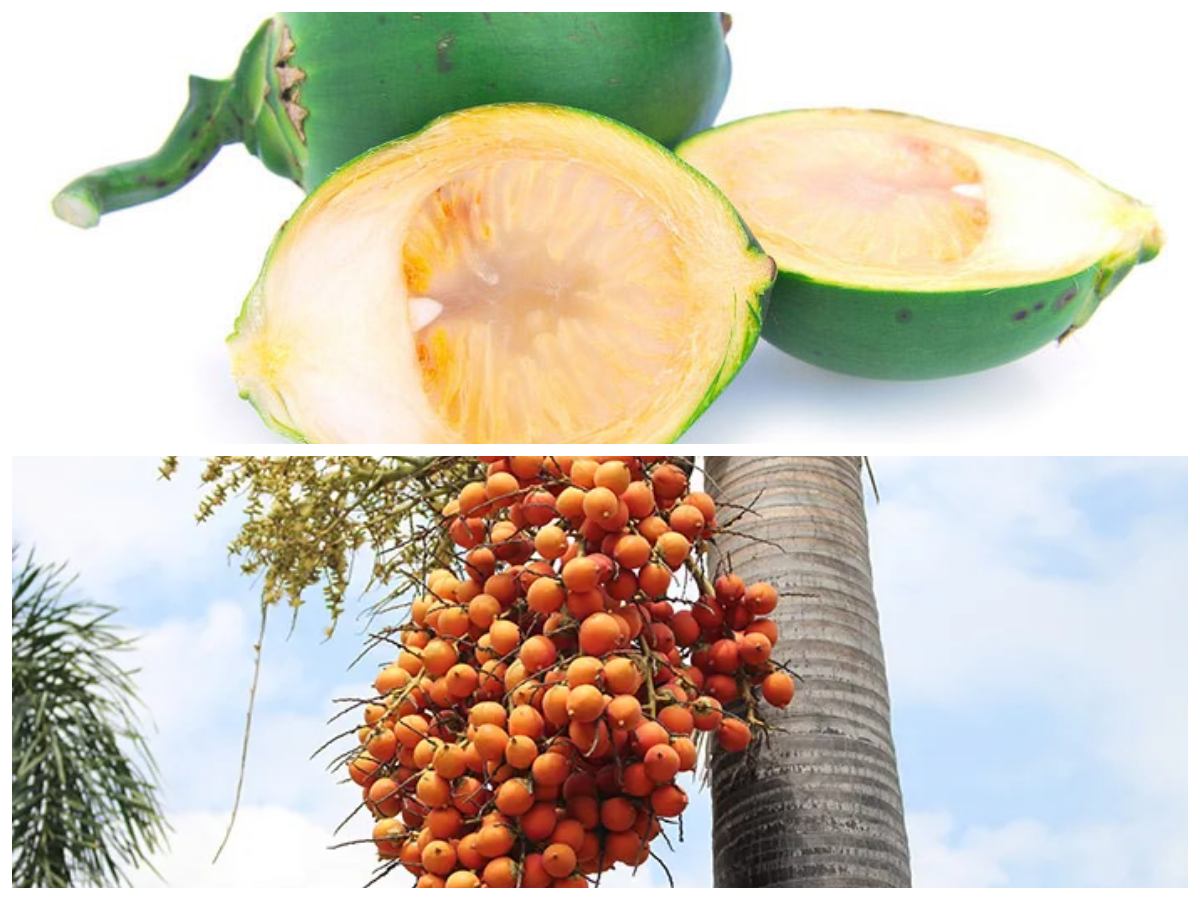 5 Keunggulan Buah Pinang yang Jarang Diketahui dan Sangat Bermanfaat