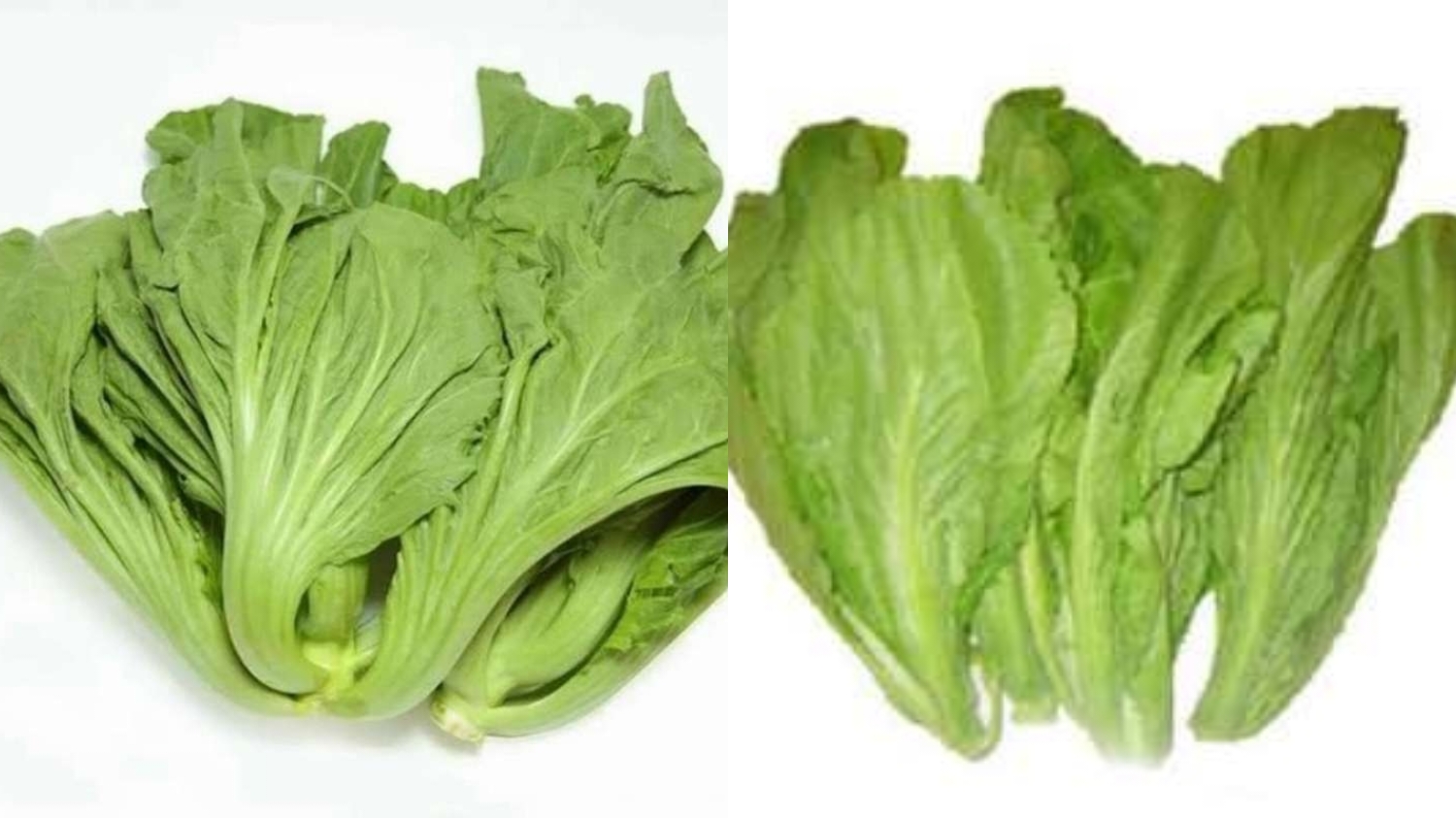 Manfaat Sawi Pahit Bagi Kesehatan Tubuh Yang Luar Biasa!