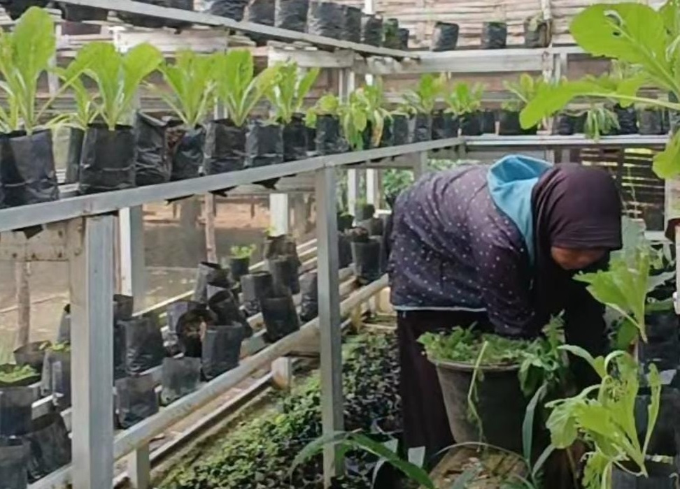 Dukung Gerakan Mandiri Pangan, KWT Ini Diapresiasi Lurah