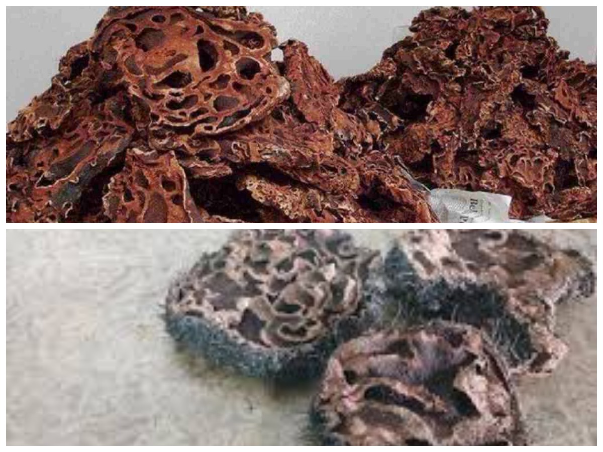 Sarang Semut: Herbal Alami yang Kaya Manfaat untuk Kesehatan Tubuh