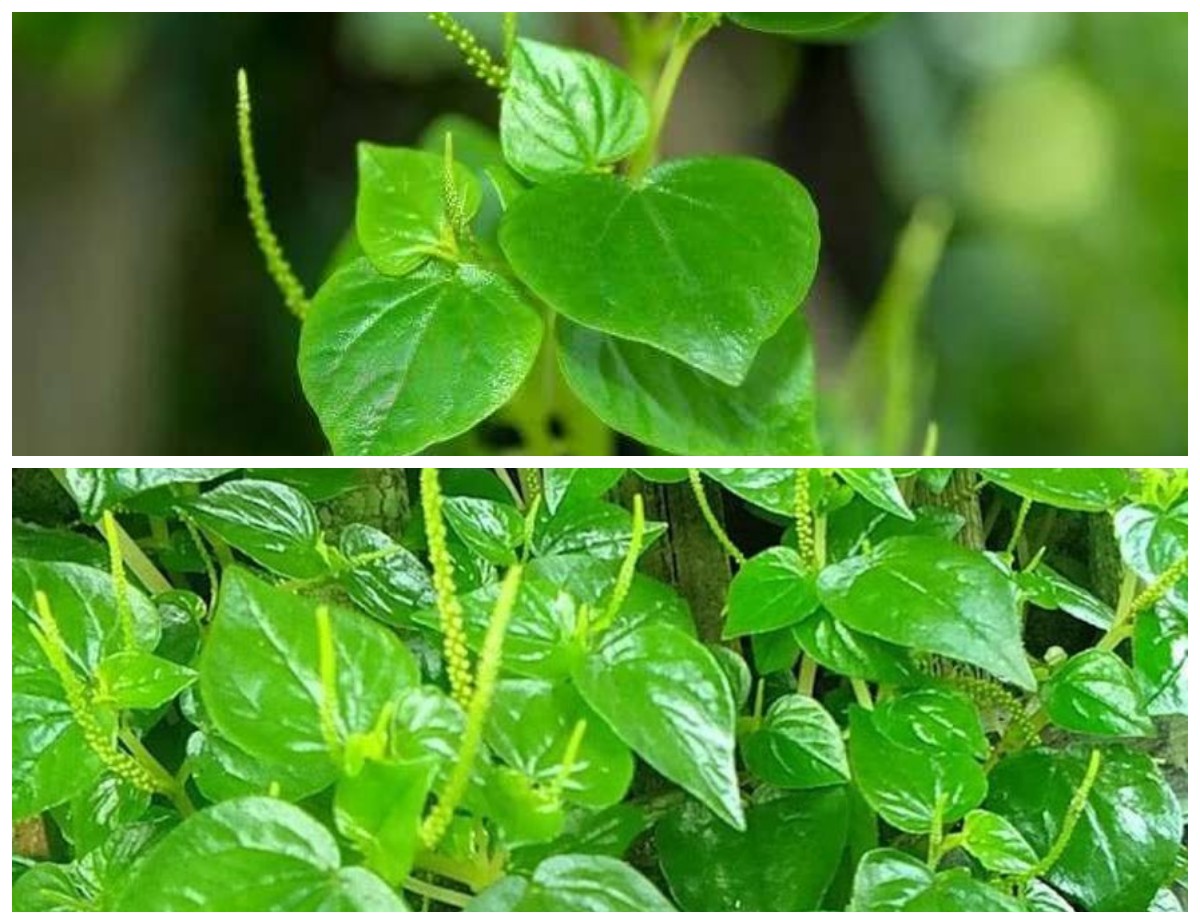 Manfaat Daun Sirih Cina bagi Kesehatan Tubuh: Herbal Sederhana dengan Segudang Khasiat Alami!