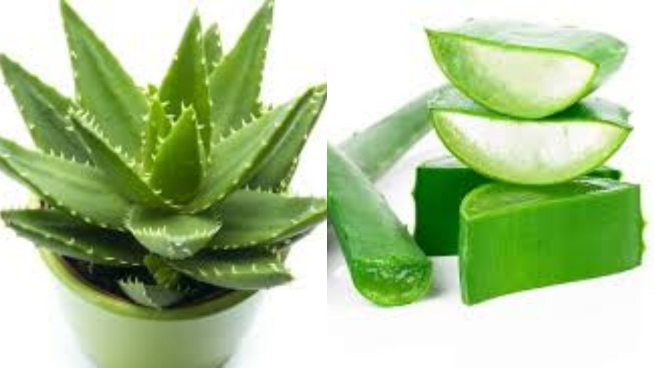 Wajib Tahu Inilah 10 Manfaat Lidah Buaya Yang Luar Biasa!