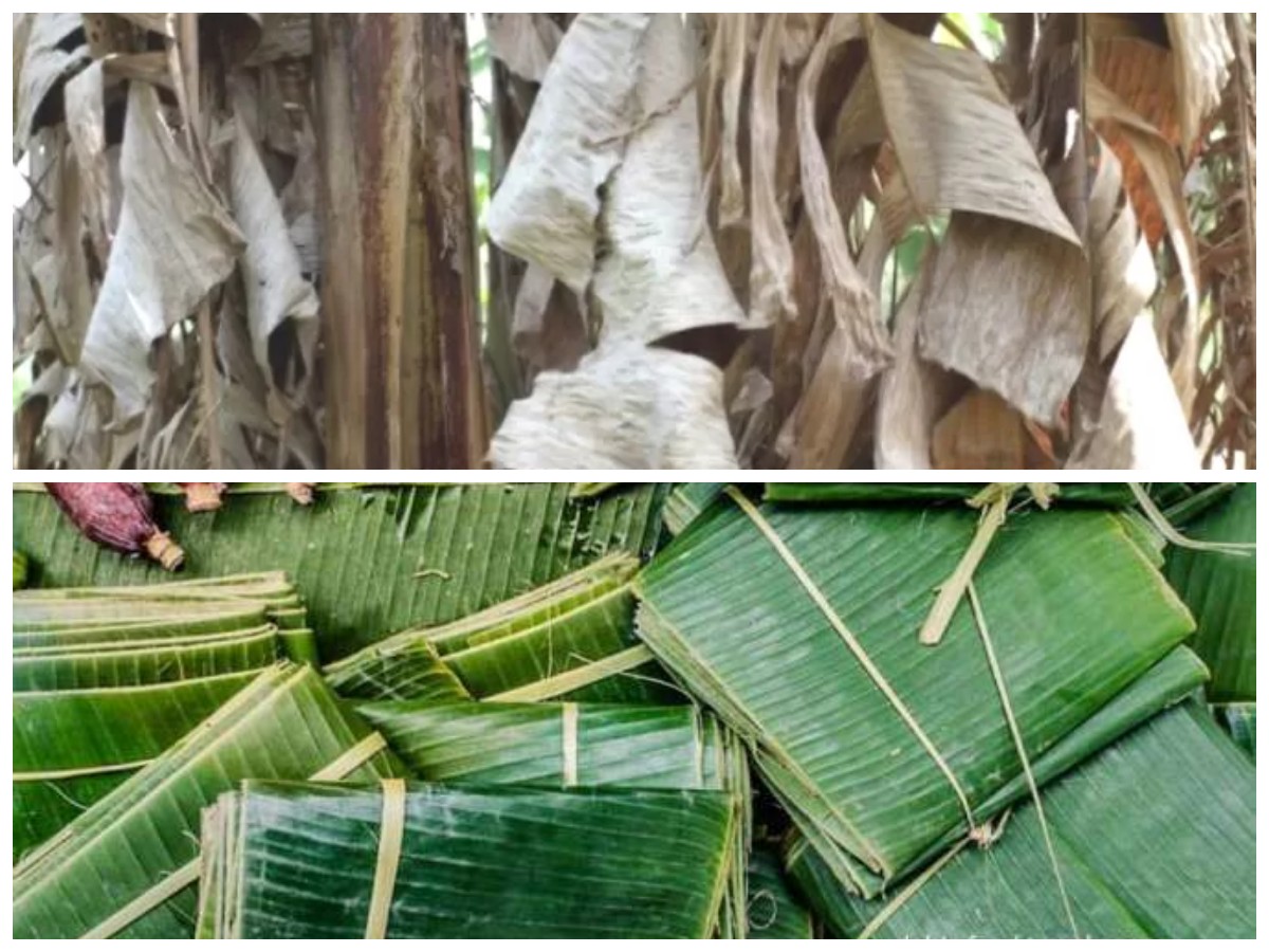 Mengungkap Khasiat Tersembunyi Daun Pisang Kering untuk Kesehatan