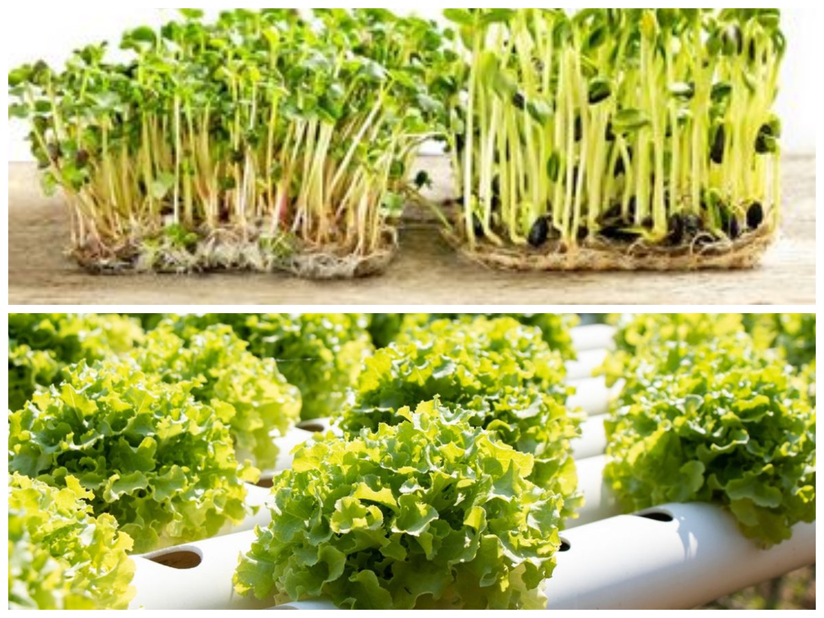 7 Jenis Sayuran yang Dapat Ditanam Ulang Cukup dengan Air, Praktis dan Irit