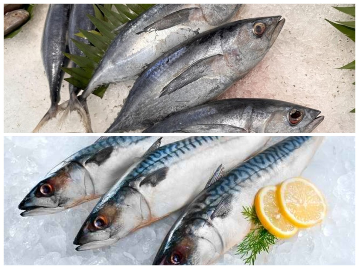 Kenali Khasiat Ikan Tongkol, Sumber Protein dan Omega-3 untuk Tubuh Sehat