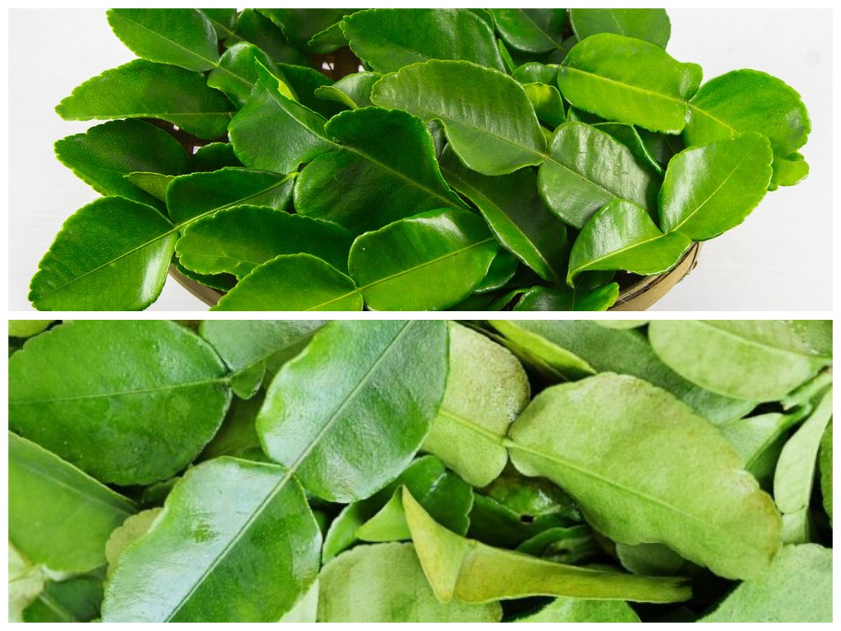 Rahasia Sehat dari Daun Jeruk: Nutrisi Alami yang Bermanfaat untuk Tubuhmu!