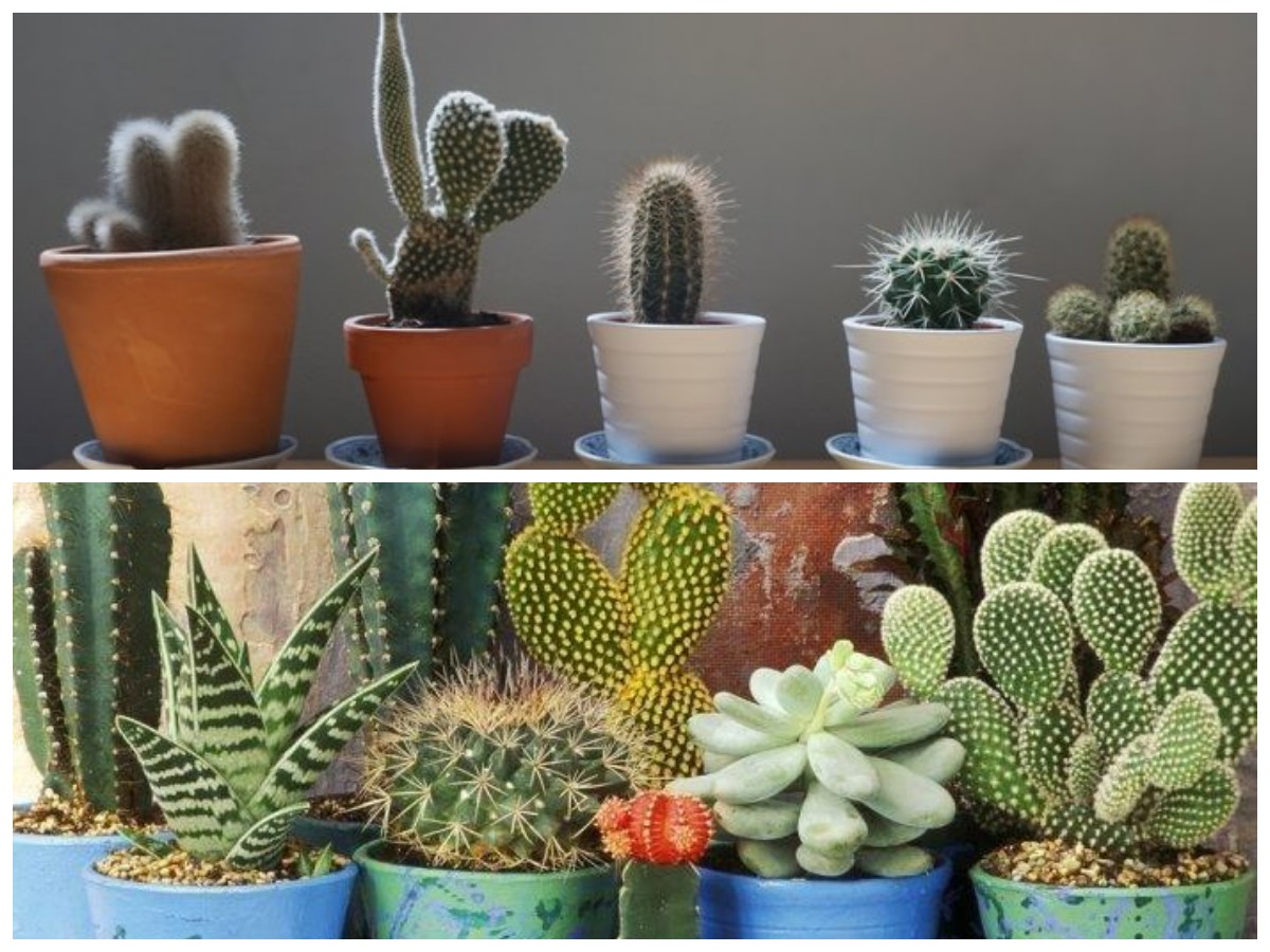 Kaktus di Rumah: 7 Keuntungan yang Bisa Kamu Dapatkan