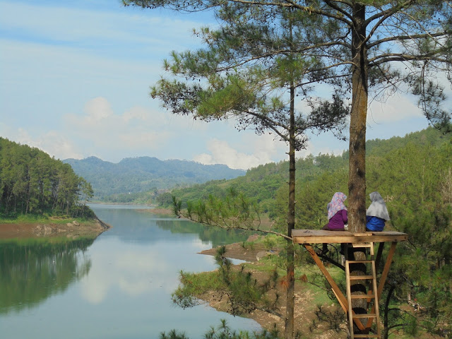 Cari Tempat Healing? Coba Datang ke Destinasi Wisata Ranu Gumbolo Keindahan Hamparan Hutan Pinus yang Keren!