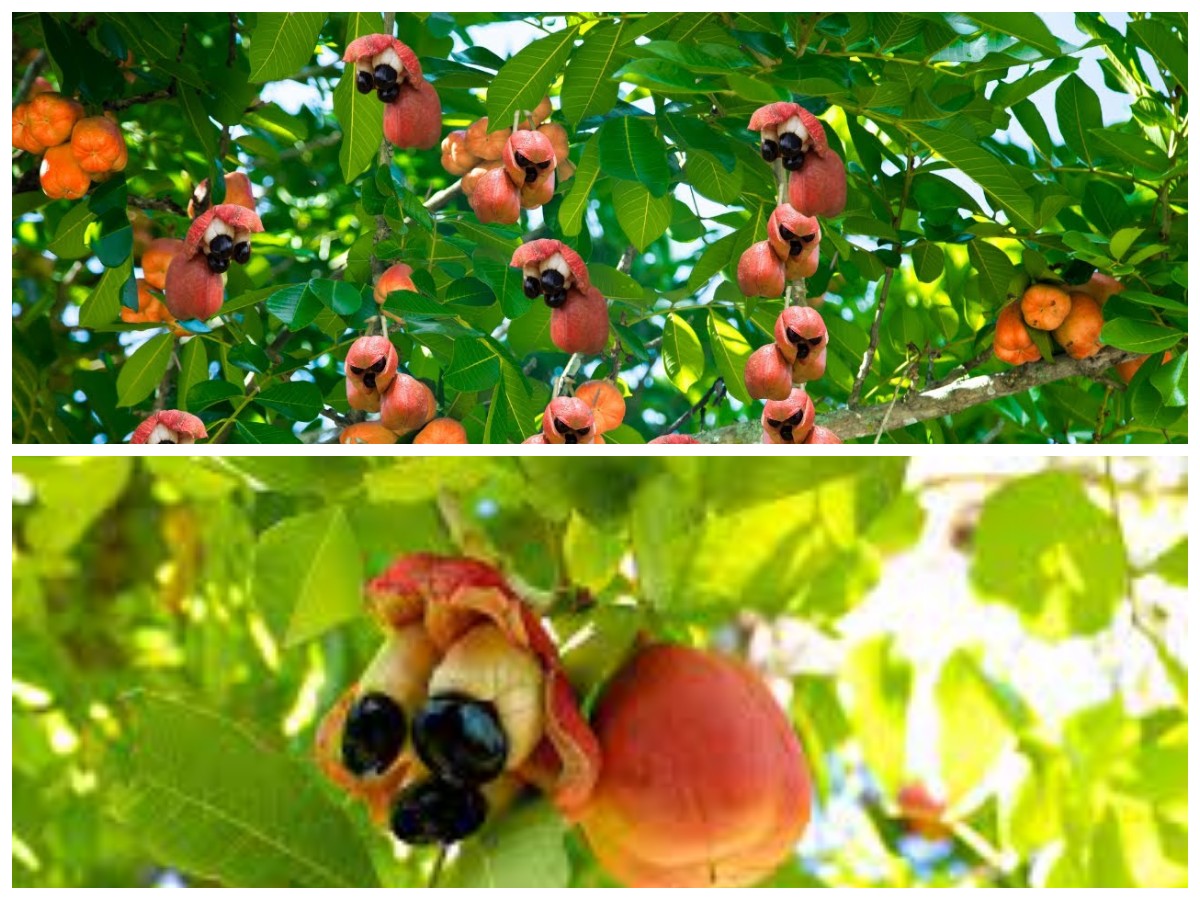 Mengenal Buah Ackee: Si Eksotis dari Tropis dengan Khasiat Luar Biasa