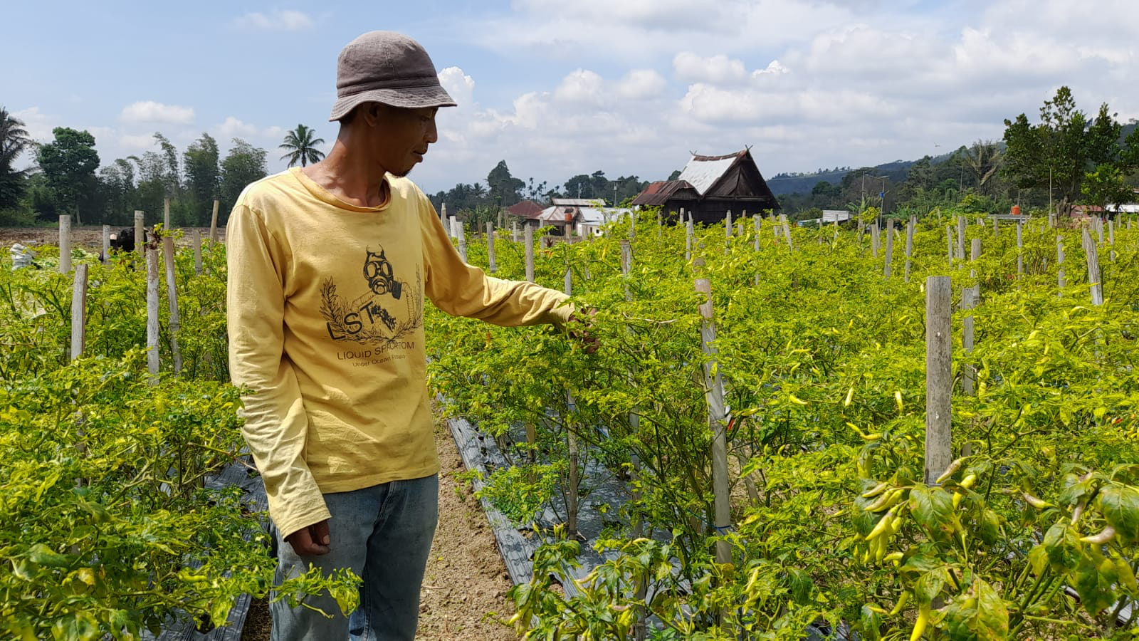 Harga Cabai Menjanjikan