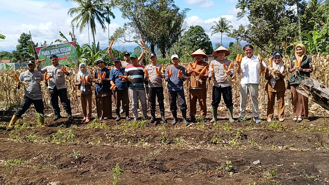Panen Jagung bersama Petani, Polsek Pagar Alam Utara Dukung Ketahanan Pangan