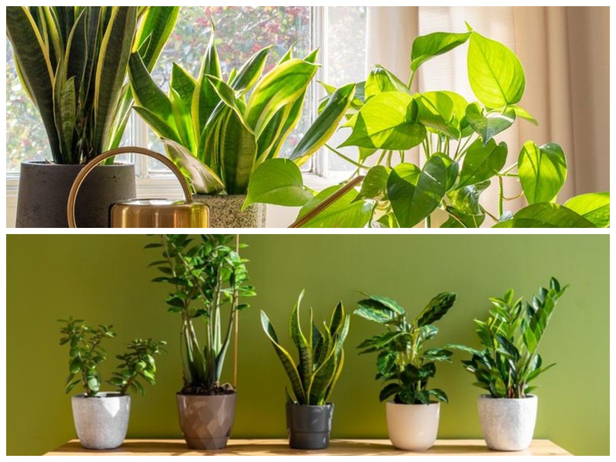 Minim Cahaya? Ini 5 Tanaman Pembersih Udara yang Tetap Subur di Kamar Mandi