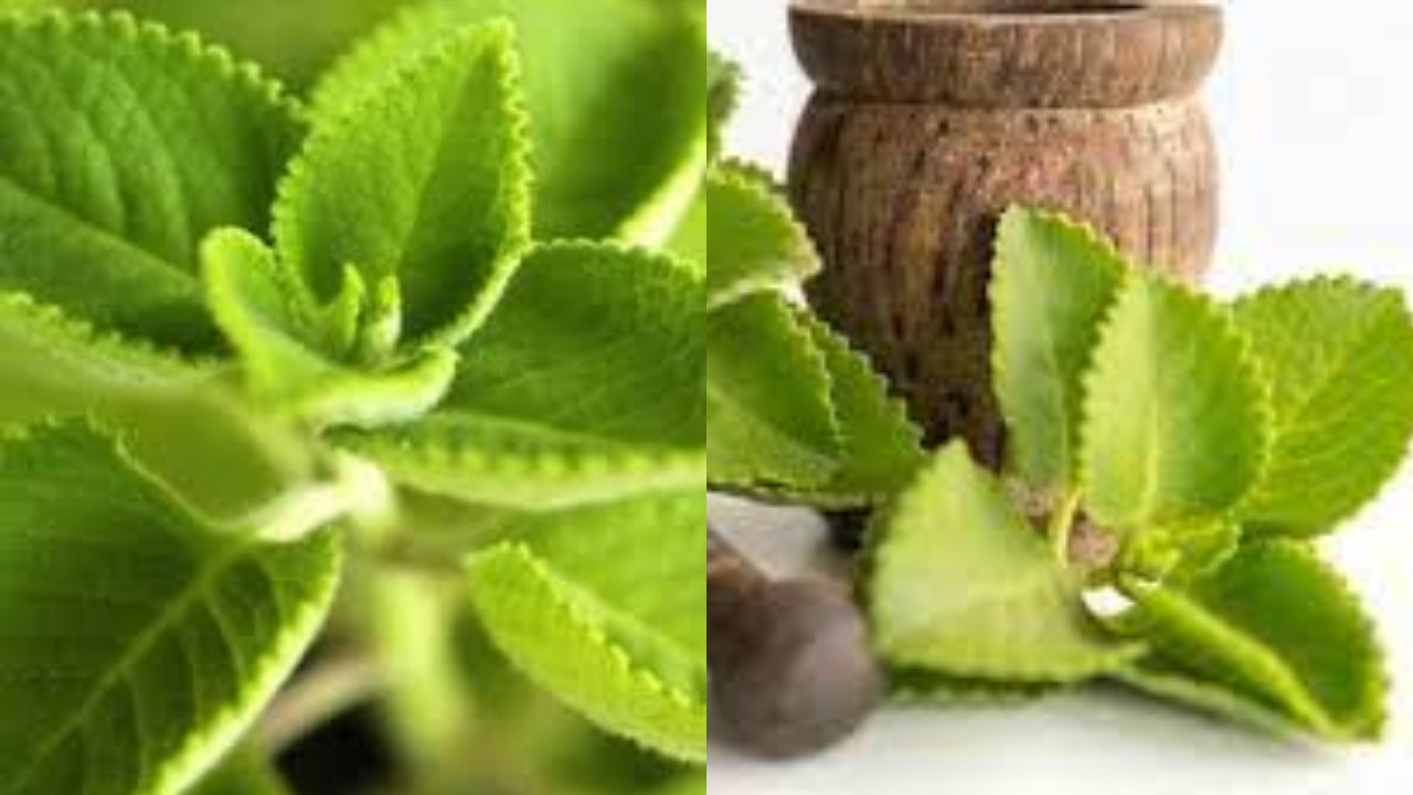 Kamu Harus Tahu! Inilah 7 Manfaat Daun Bangun-bangun Untuk Kesehatan Tubuh