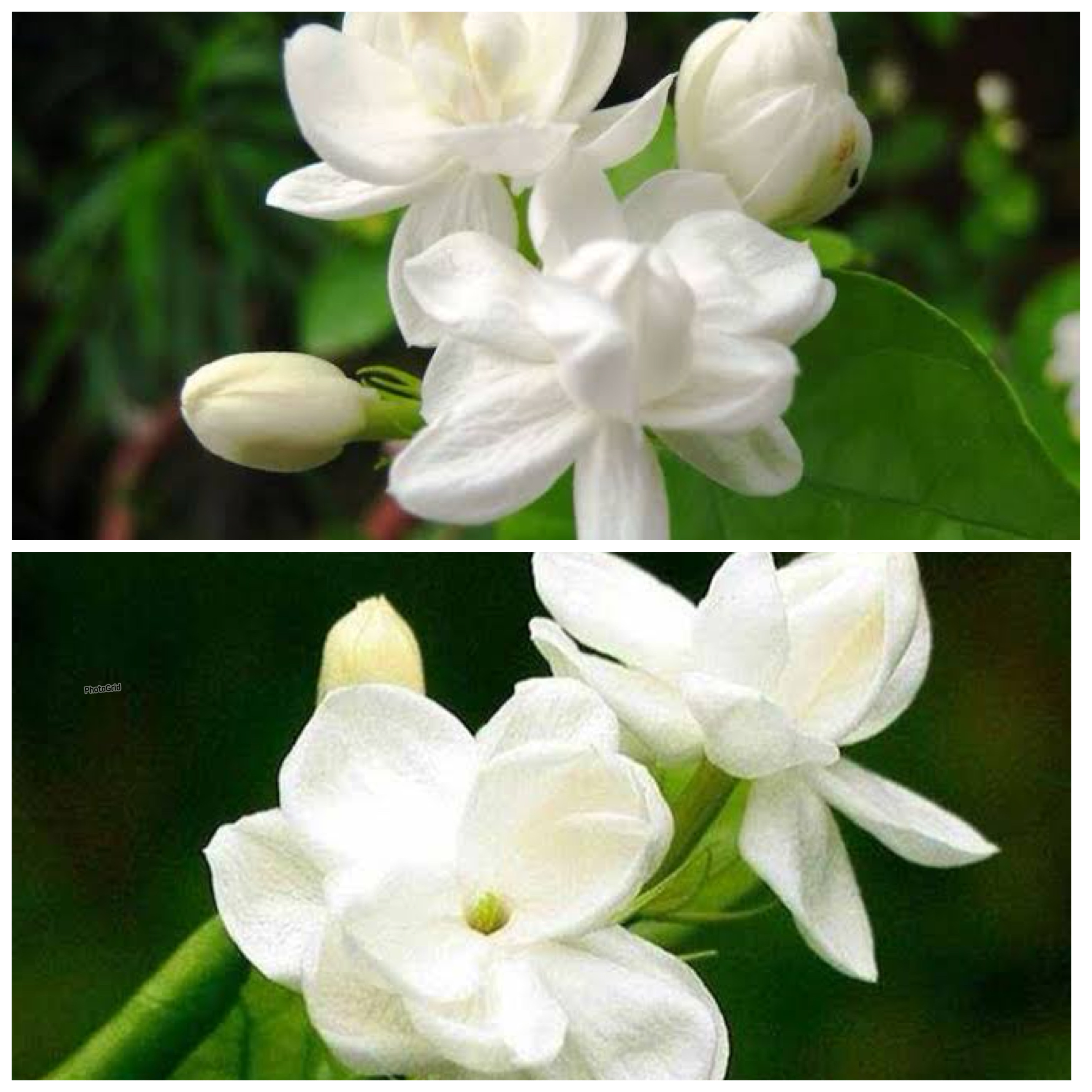 Tak hanya itu, Bunga Melati Berwarna Putih ini juga Memiliki banyak Manfaat untuk Kesehatan Tubuh!