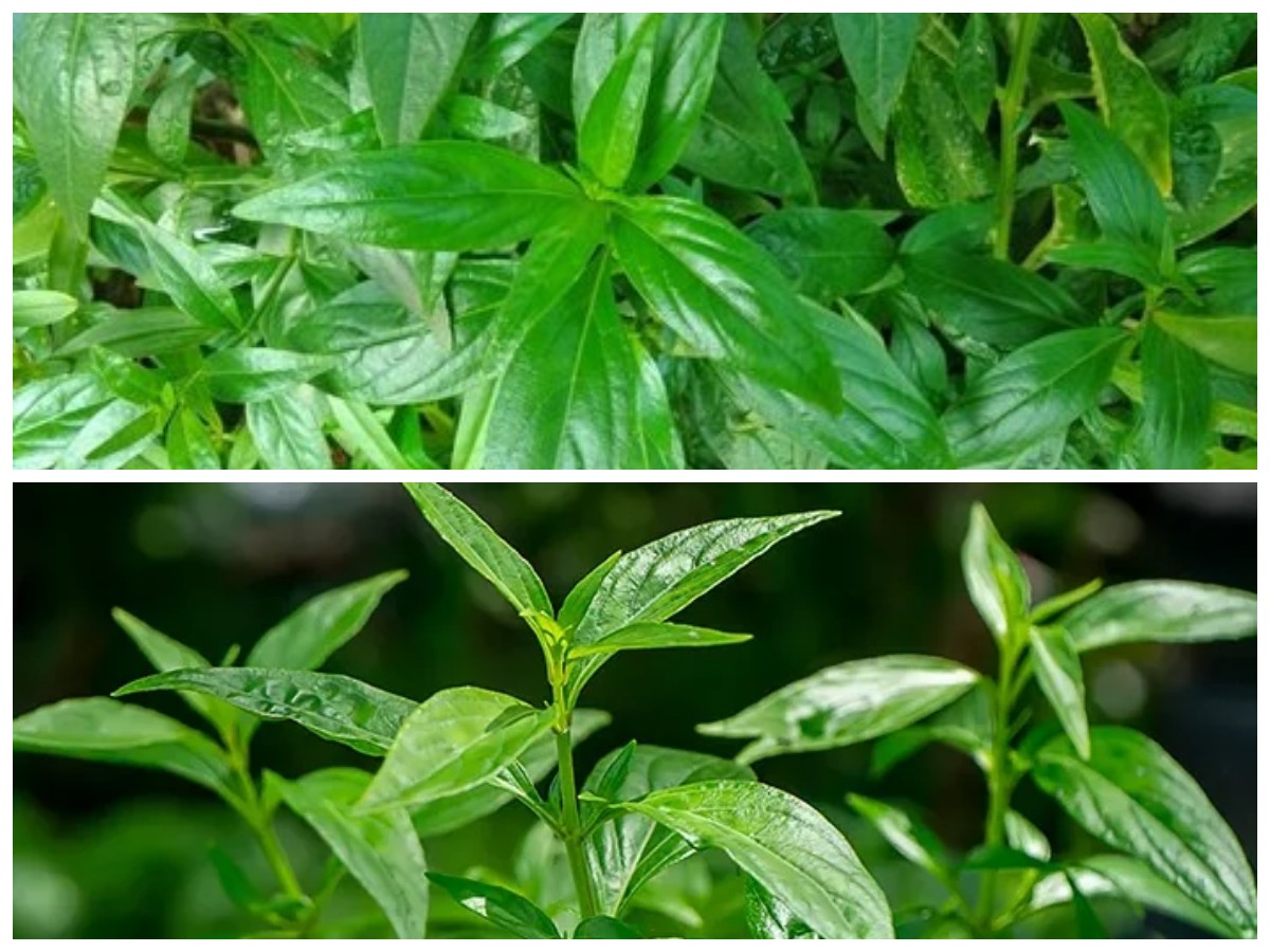 Dikenal Sebagai Obat Alami Serba Guna, Inilah Manfaat Luar Biasa Sambiloto untuk Tubuh!