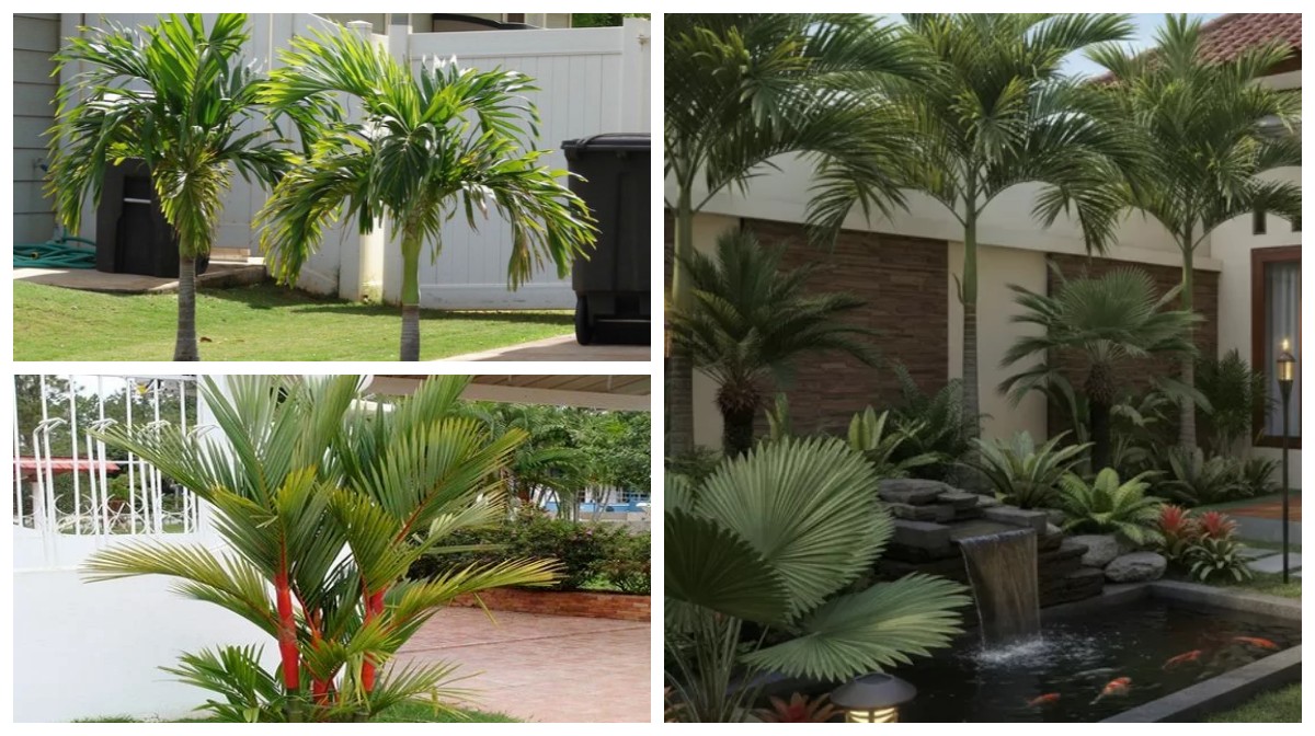 7 Jenis Palem Mini yang Cocok untuk Halaman Rumah, Hadirkan Nuansa Tropis yang Sejuk Tanpa Perawatan Ribet