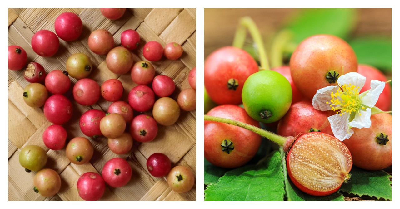 Buah Kersen untuk Asam Urat: Manfaat dan Cara Mengolahnya