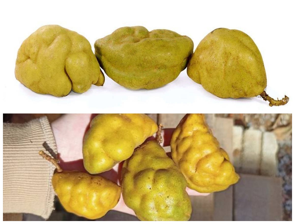 Manfaat Buah Namnam bagi Kesehatan Tubuh: Khasiat dan Cara Konsumsi untuk Mendukung Gaya Hidup Sehat