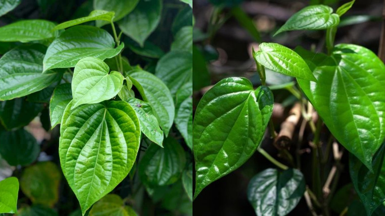 Wajib Kalian Ketahui! Inilah Manfaat Daun Sirih dan Cara Memperolehnya