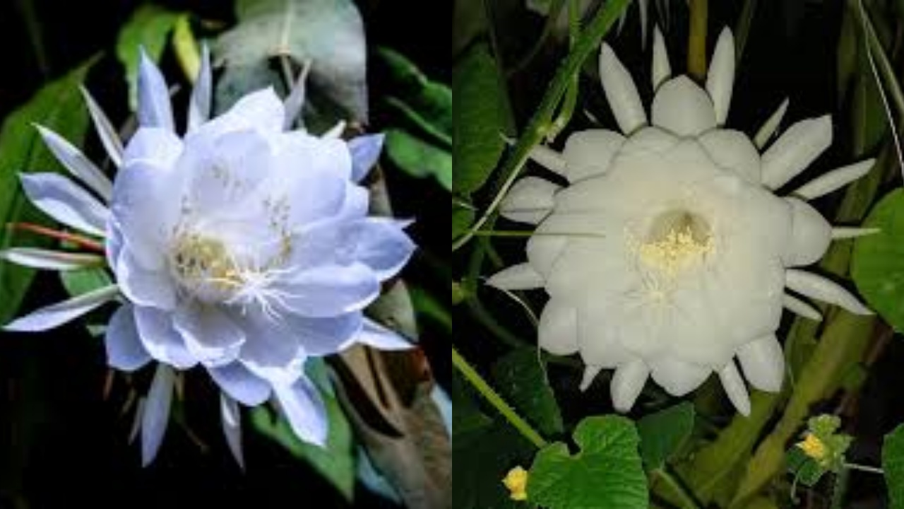 Jarang Diketahui Inilah Manfaat Bunga Wijaya Kusuma Untuk Kesehatan Tubuh!