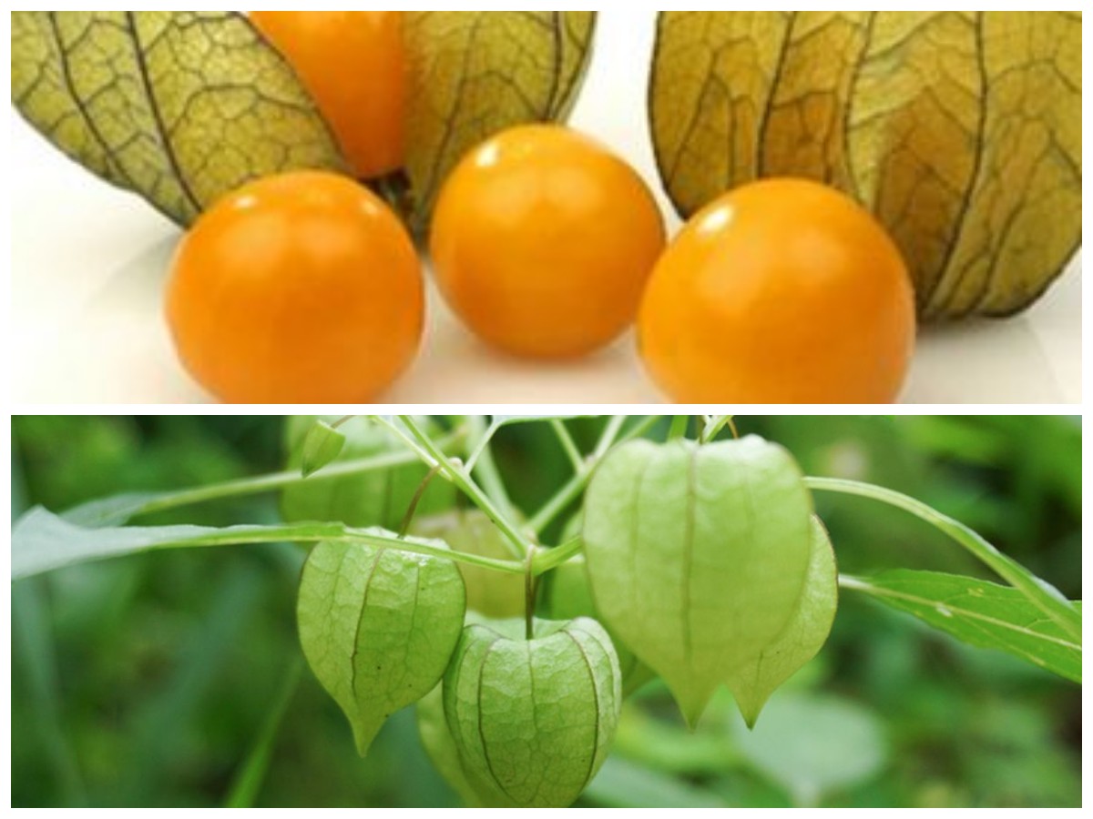 Rahasia Kesehatan dari Buah Ciplukan: Khasiat dan Tips Pengolahannya