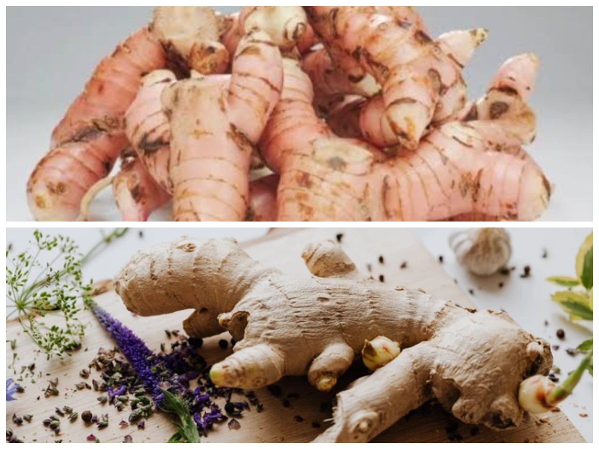 Rahasia Lengkuas: Obat Alami untuk Redakan Flu dan Masuk Angin