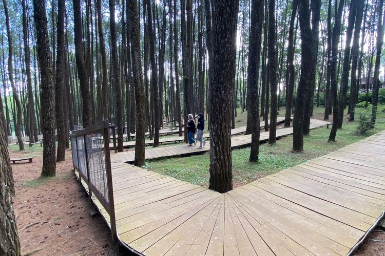 Wisata Hutan Pinus yang Ada di Magekang Dijamin Bikin Kalian Ga Pengen Pulang!