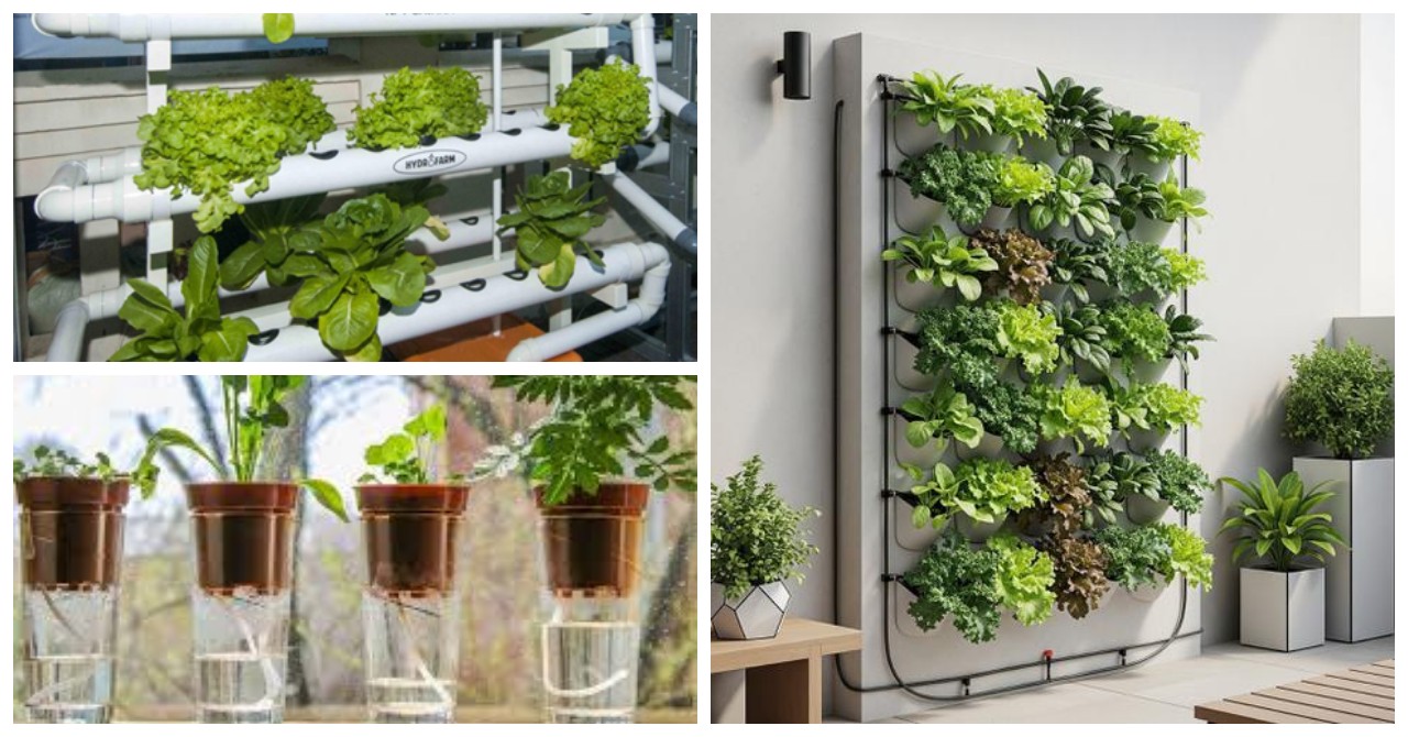 7 Model Kebun Buah Hemat Air: Solusi Efisien untuk Lahan Terbatas