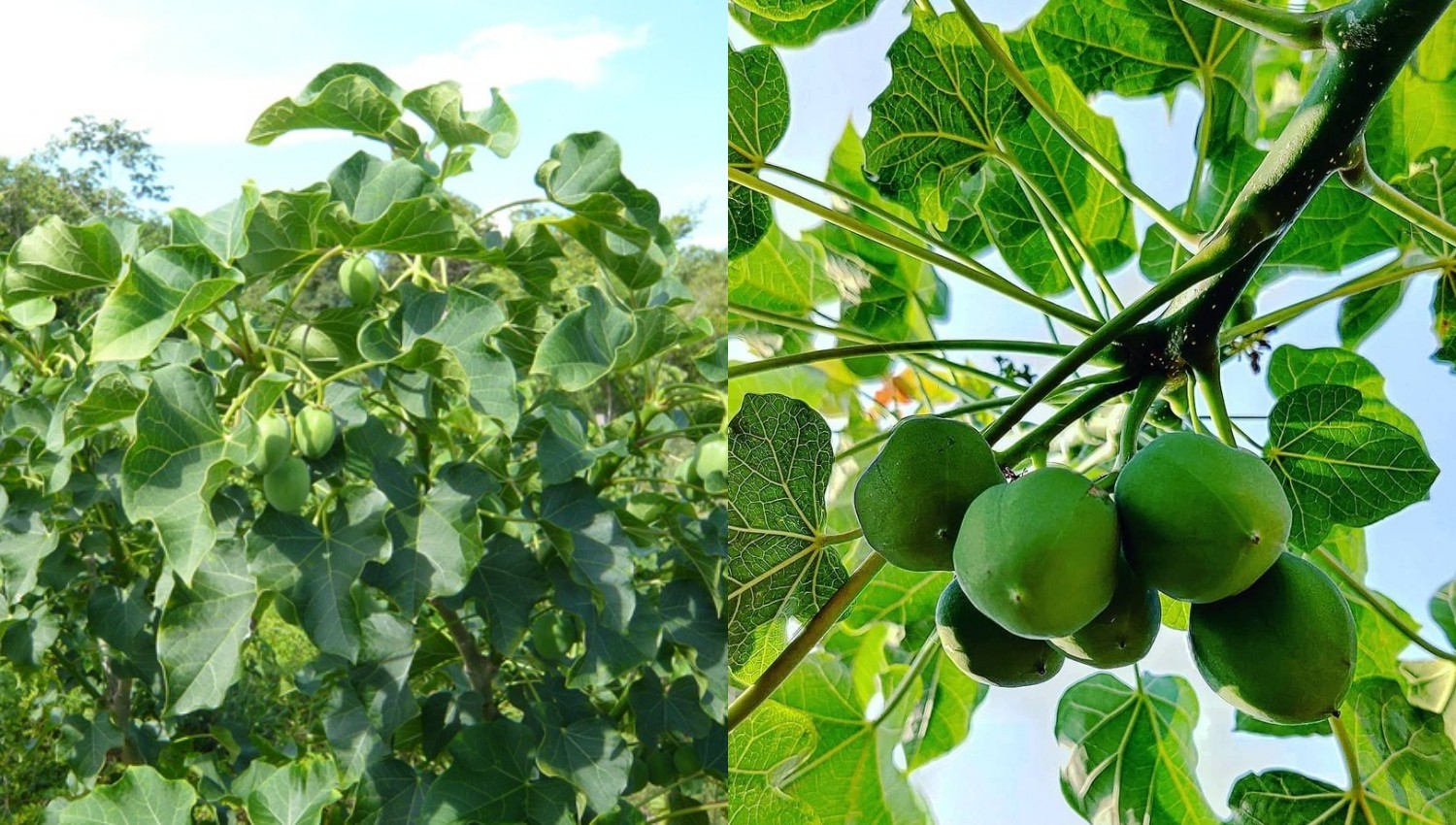 Kenali Manfaat Buah Jarak untuk Kesehatan yang Jarang diketahui