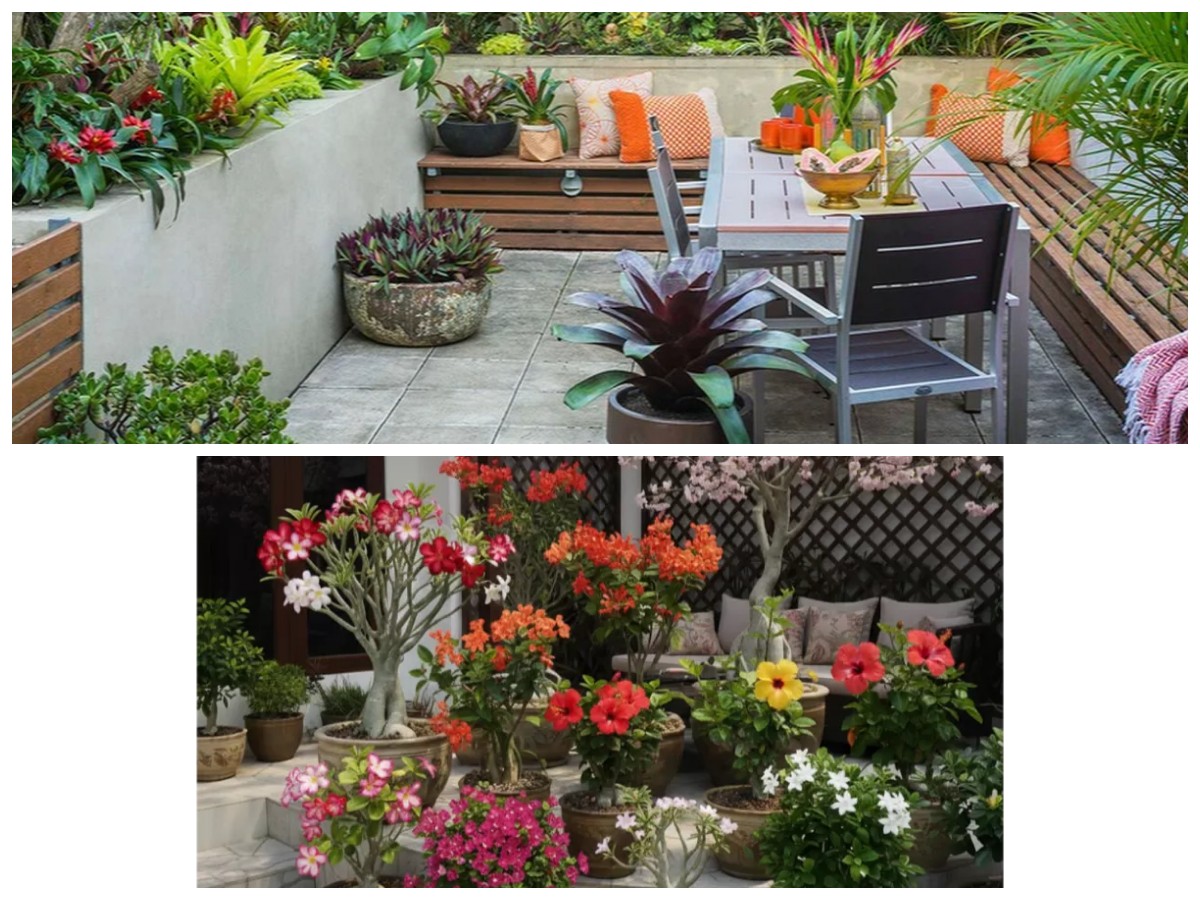 Cantik Tanpa Ribet, Ini 8 Pohon Mini Berbunga yang Cocok untuk Teras Rumah