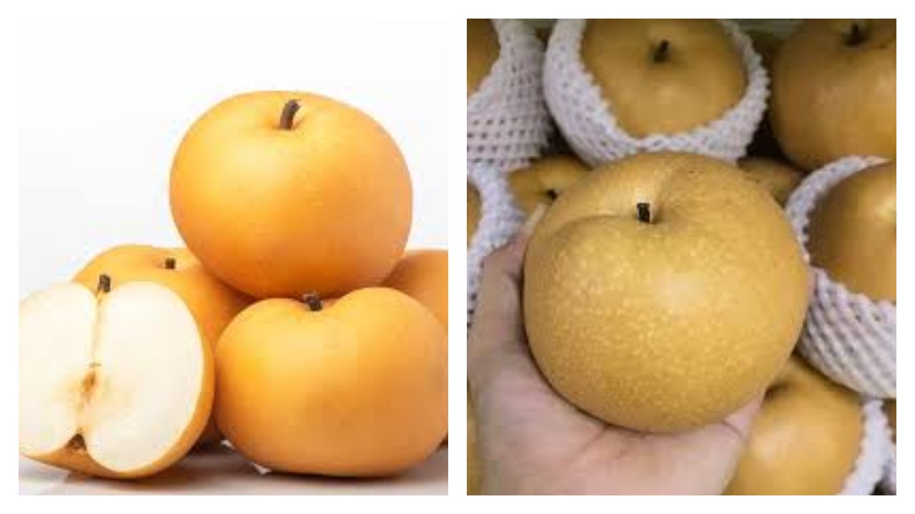 Manfaat Pir Singo bagi Pencernaan dan Pengelolaan Berat Badan !