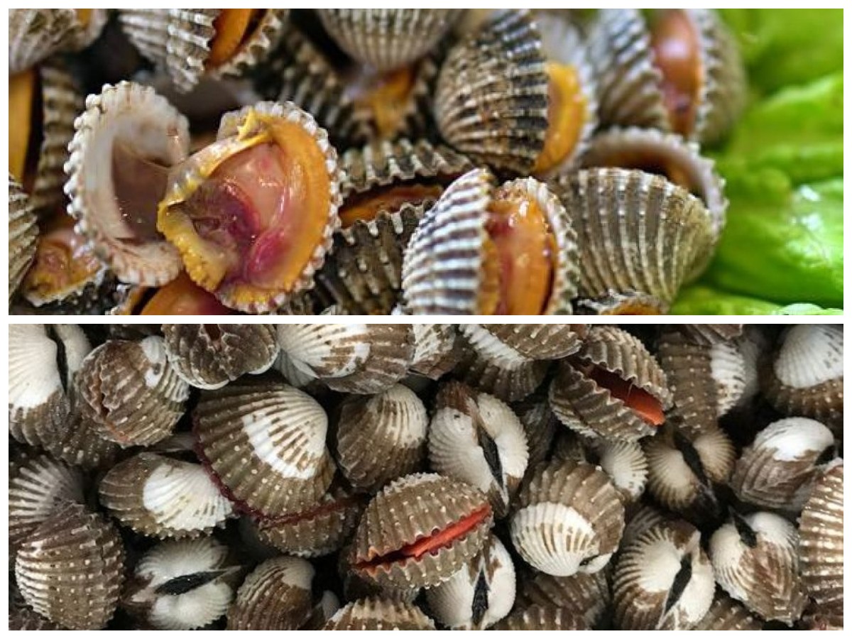 Kerang Tahu: Nutrisi Super untuk Tubuh Sehat, Jantung Kuat, dan Sistem Imun Optimal