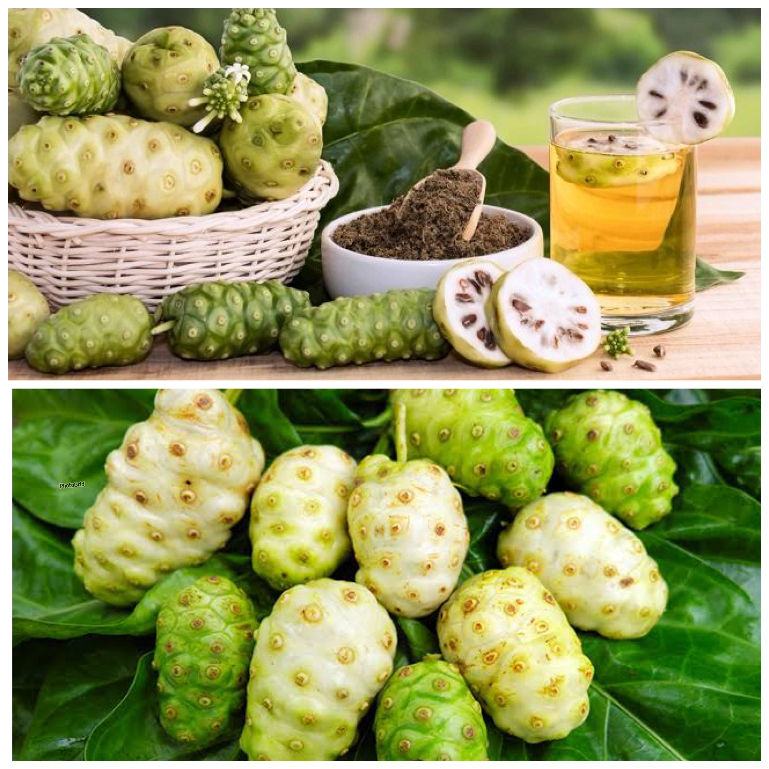 Di Balik Rasanya yang Pahit, Manfaat Buah Pace untuk Kesehatan tidaklah Sedikit!