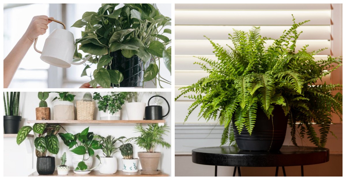 Dekorasi Interior Rumah: 7 Tanaman Penyaring Udara untuk Suasana Adem dan Cantik