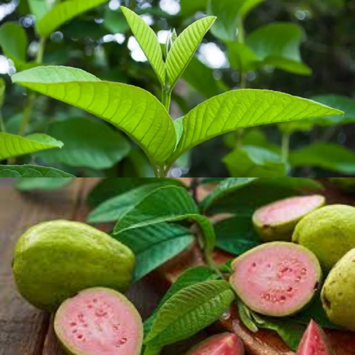 Selain buahnya yang bisa dimakan, daun jambu biji juga bisa digunakan untuk kesehatan!