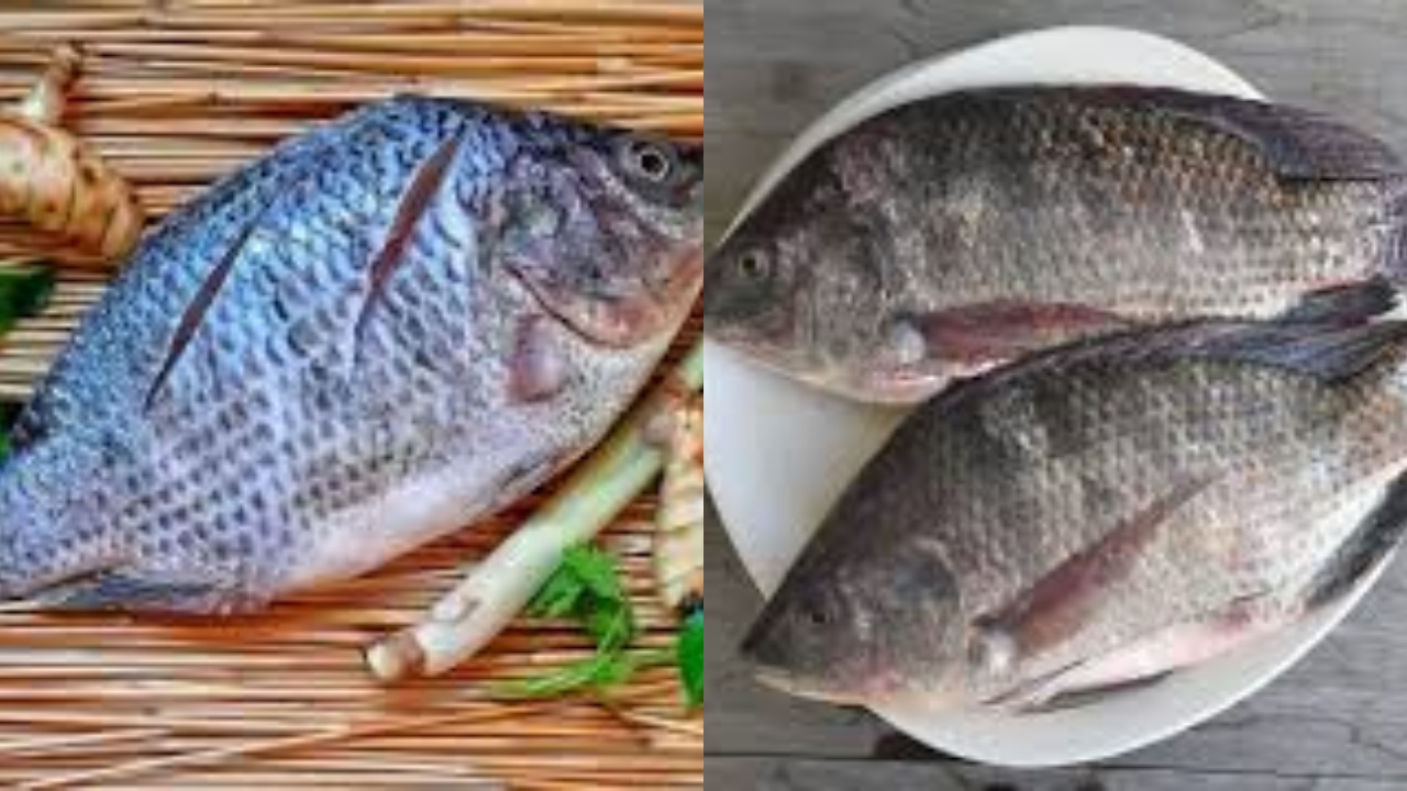 Wow Jangan Lewatkan Inilah 7 Manfaat Ikan Mujair Untuk Kesehatan!