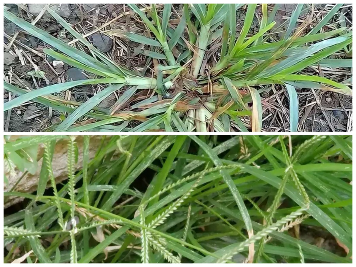 Ternyata Bermanfaat, Rumput Belulang yang Sering Dianggap Hama Punya Khasiat Luar Biasa