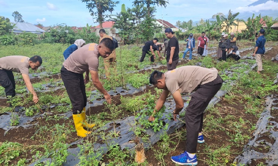 Bersama Mahasiswa UNSRI Siapkan Lahan untuk Tanam Jagung Serentak