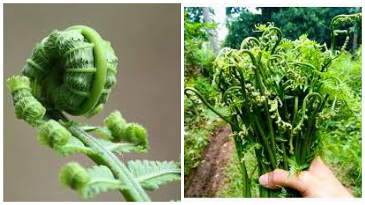 Jarang Diketahui, Ini 7 Kegunaan Sayur Pakis untuk Kesehatan !