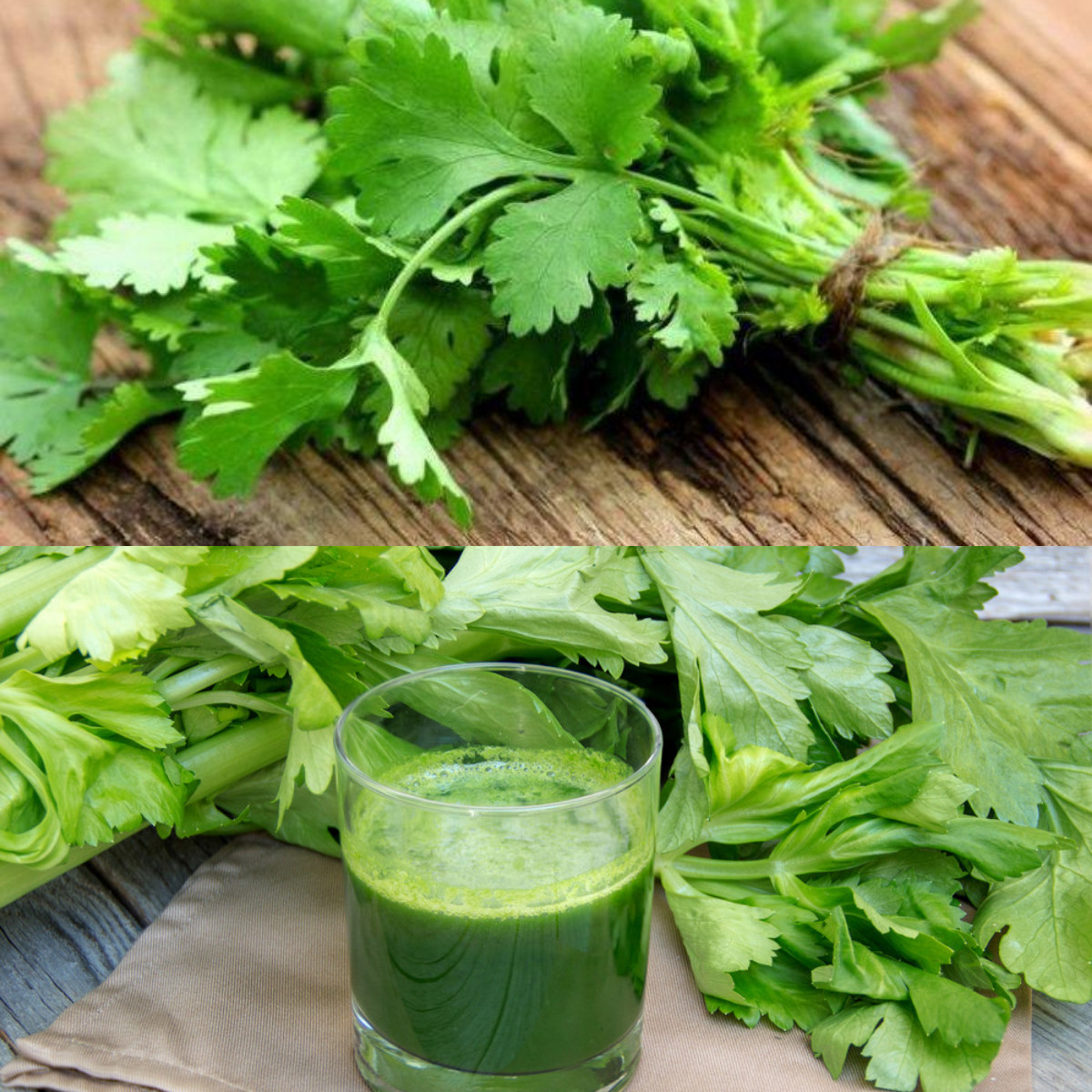 Inilah Deretan 7 Manfaat Daun Seledri untuk Kesehatan Tubuh!