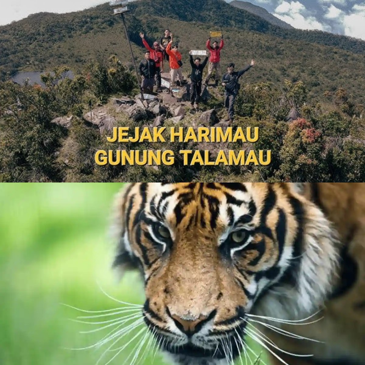 Menguak Jejak Harimau Campo di Gunung Talamau: Legenda atau Fakta?