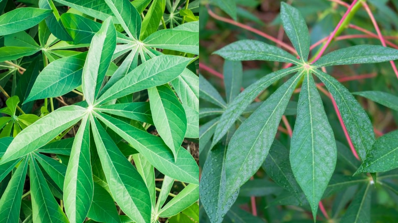 Manfaat Daun Singkong dan Cara Mengolahnya agar Tetap Sehat dan Lezat!